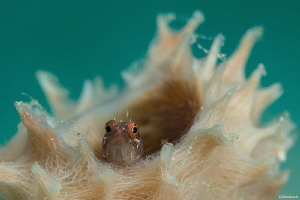 Starksia hassi Ringed Blenny 
Bonaire NA "Front Porch"
... by John Roach 